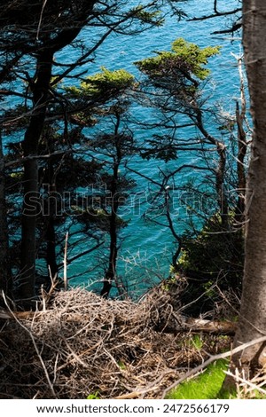 Similar – View of the turquoise sea in Canada framed by coniferous forest