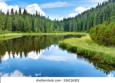 Blaues Wasser im Waldsee mit Pinienbäumen