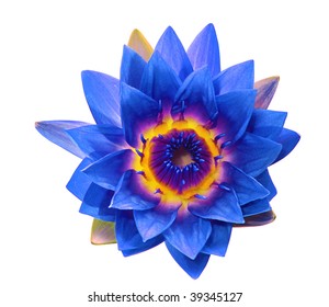 Blue Water Lily