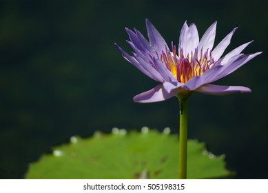 Blue Water Lily