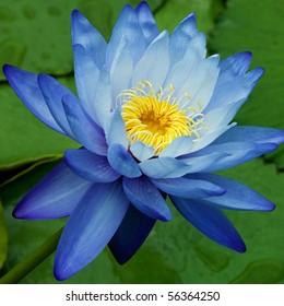 Blue Water Lily Images Stock Photos Vectors Shutterstock