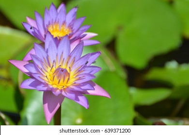  Blue Water Lily