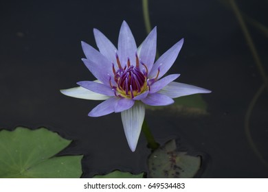 Blue Water Lily