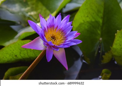 Blue Water Lily