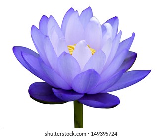 Yellow Blue Lotus Images Stock Photos Vectors Shutterstock