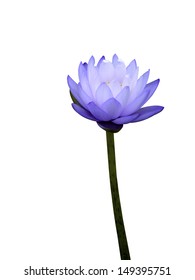 Blue Water Lily Isolate On White Background.