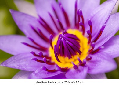 Blue water lily (Nymphaea nouchali var. caerulea) is a colorful aquatic flowering plant. Macro close up of violet-lilac and yellow flower floating on a pond in a tropical garden of Martinique island. - Powered by Shutterstock