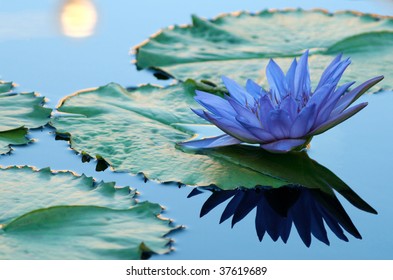 Blue Water Lily In A Pond