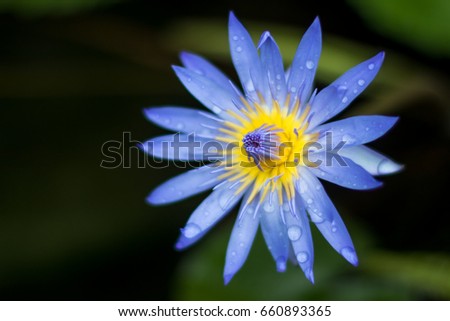 Blue water lily in Thailand