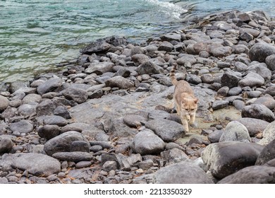 Blue Water Of River And Stone Shore Set Off Color Fur Of Little Predator.Survival Of Abandoned Pets In Natural Wild.Autumn Frosts, Danger