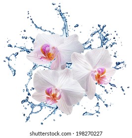 11,976 Blue orchid water Images, Stock Photos & Vectors | Shutterstock