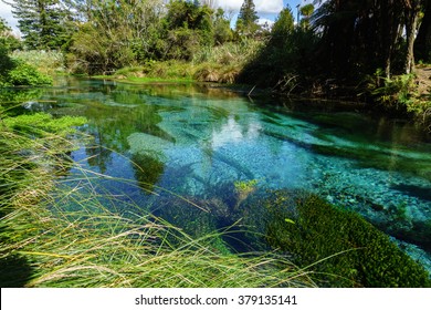 Blue Water Spring Located Near Hamilton (NZ)