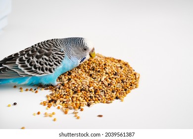 Blue wavy parrot eats bird food on a white background. vitamins and proper nutrition for pets. Veterinary. pet shop.