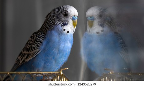 Handsome Cobalt Blue Budgie Sitting On Stock Photo 11943124 | Shutterstock