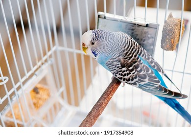 Blue Wavy Parrot In A White Cage Near A Dirty Mirror. Pet. Bird In Captivity