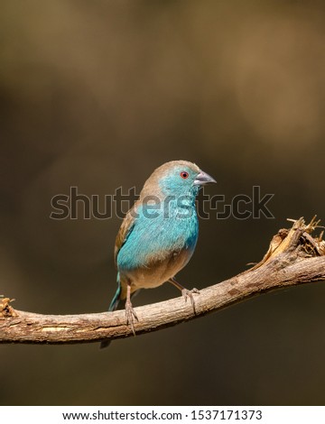 Similar – European Roller