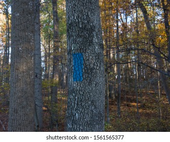 Blue Waymarker On Tree Trunk To Mark Shore Hiking Trail Clopper Lake Seneca State Park Maryland USA In Fall