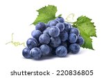 Blue wet Isabella grapes bunch isolated on white background as package design element