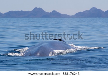 Blue whale back