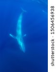 Blue Whale, Balaenoptera musculus, Atlantic Ocean, Pico Island, The Azores, Portugal.