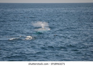 Blue Whale (Balaenoptera Musculus) Blowing