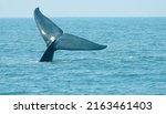 The blue whale (Balaenoptera musculus) is a marine mammal 