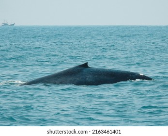 The Blue Whale (Balaenoptera Musculus) Is A Marine Mammal 