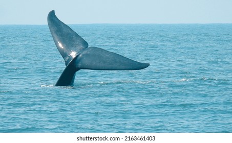 The Blue Whale (Balaenoptera Musculus) Is A Marine Mammal 