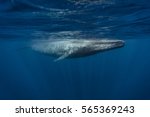 Blue Whale (balaenoptera musculus), Mirissa, Sri Lanka, Indian Ocean