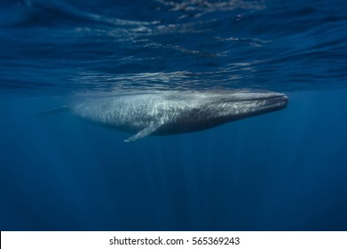 シロナガスクジラ Images Stock Photos Vectors Shutterstock