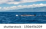 Blue Whale, Balaenoptera musculus, at the surface, Atlanitc Ocean, Pico Island, The Azores.