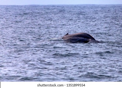 A Blue Whale Or Balaenoptera Musculus In Water