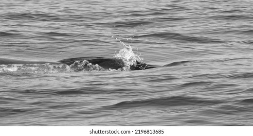 Blue Whale Blowhole Breaking The Surface Of The Pacific Ocean