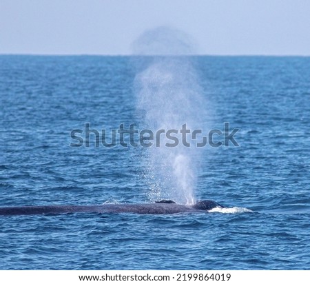 Blue whale blowing out water; spouting water from blow hole; whale blow hole; large mammal spraying water; Blue whale from Mirissa, Sri Lanka Indian ocean