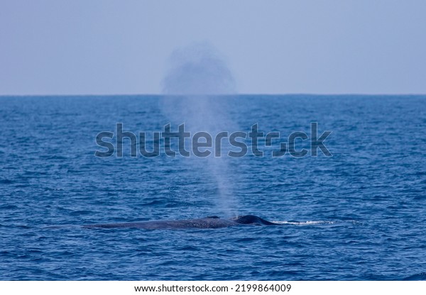 Blue whale blowing out water; spouting\
water from blow hole; whale blow hole; large mammal spraying water;\
Blue whale from Mirissa, Sri Lanka Indian\
ocean