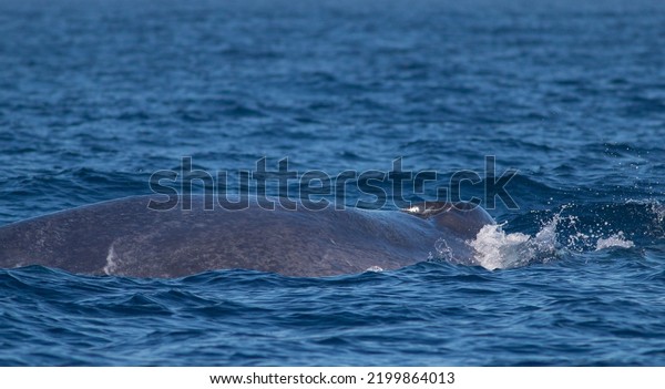 Blue whale blowing out water; spouting
water from blow hole; whale blow hole; large mammal spraying water;
Blue whale from Mirissa, Sri Lanka Indian
ocean