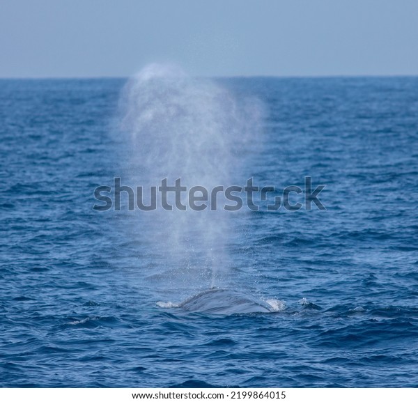 Blue whale blowing out water; spouting
water from blow hole; whale blow hole; large mammal spraying water;
Blue whale from Mirissa, Sri Lanka Indian
ocean