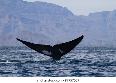 Blue Whale Diving, Sea Of Cortez, Baja California, Mexico