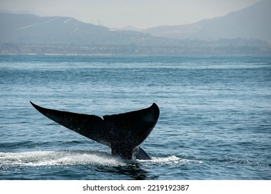 Blue Whale Fluke Off Dana Point, California