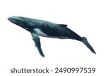 Blue whale isolated on a white background.