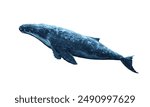 Blue whale isolated on a white background.