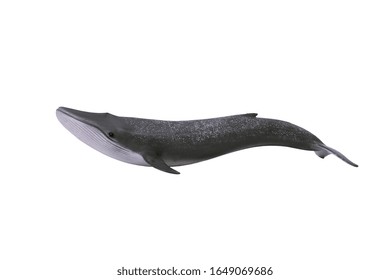 Blue Whale. Isolated On A White Background.