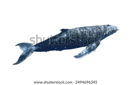 Blue whale isolated on a white background.