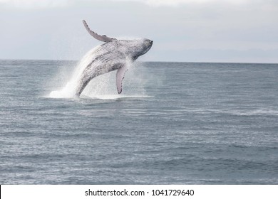 Blue Whale Jump Secuence