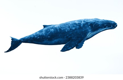 Blue Whale: The largest animal on Earth, a filter-feeding marine mammal.