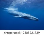 Blue whale in Mirissa srilanka