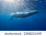 Blue whale, Ocean, Srilanka, Mirissa