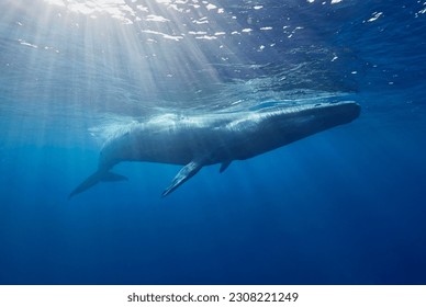 Blue whale, Ocean, Srilanka, Mirissa