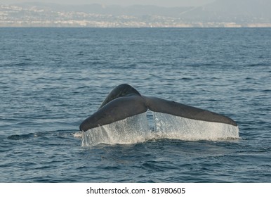 Blue Whale Off The Coast Of Dana Point, California