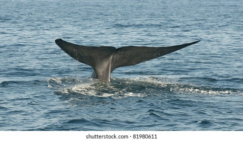 Blue Whale Off The Coast Of Dana Point, California